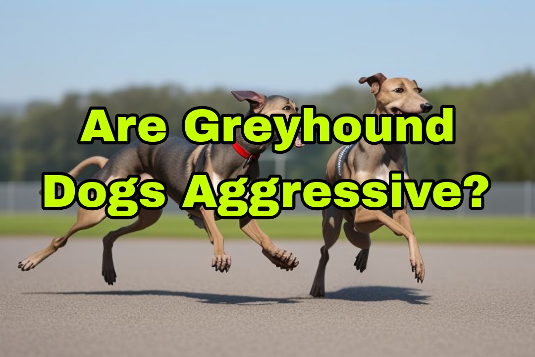 Are Greyhound Dogs Aggressive?