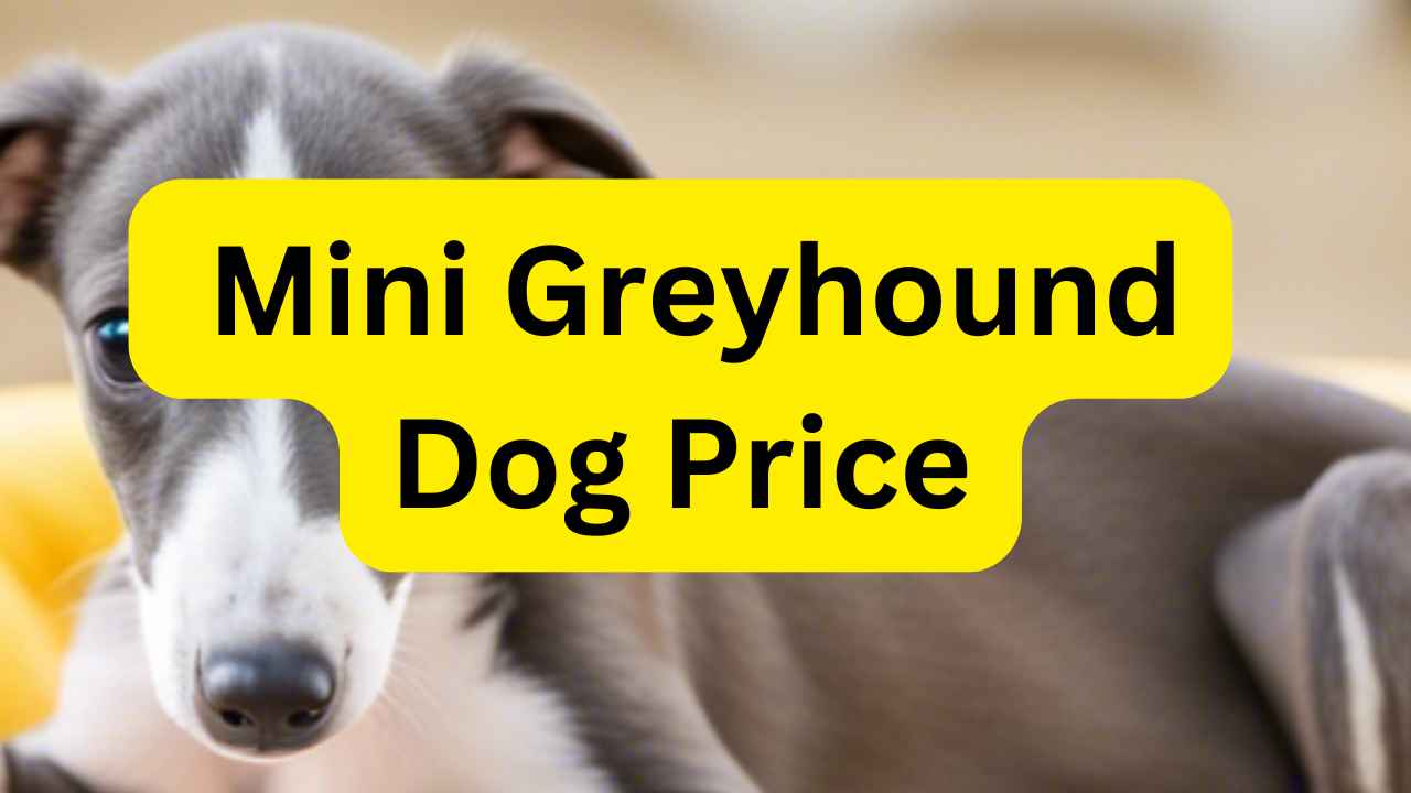 Mini Greyhound Dog Price