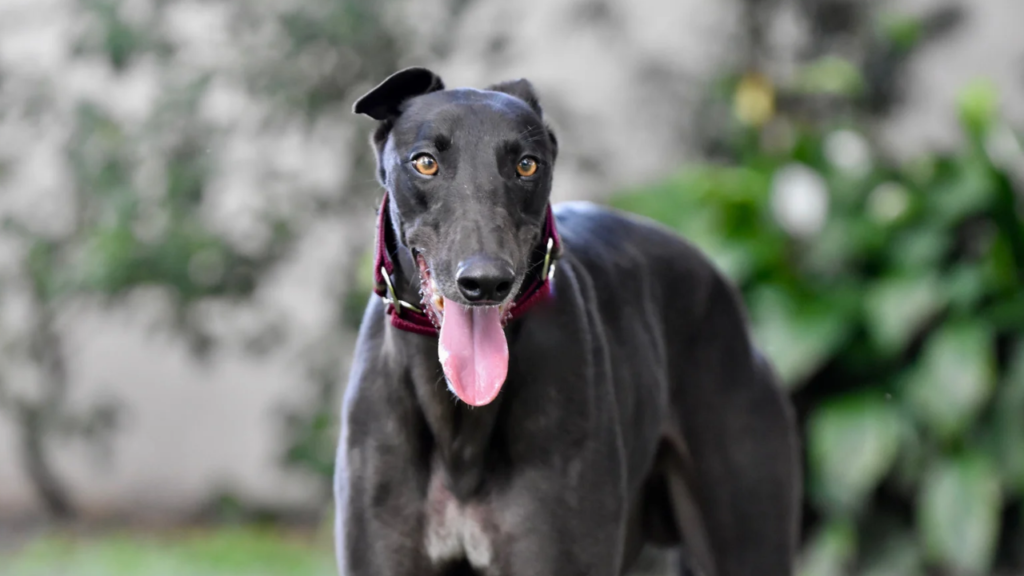 What is a Mini Greyhound Dog?