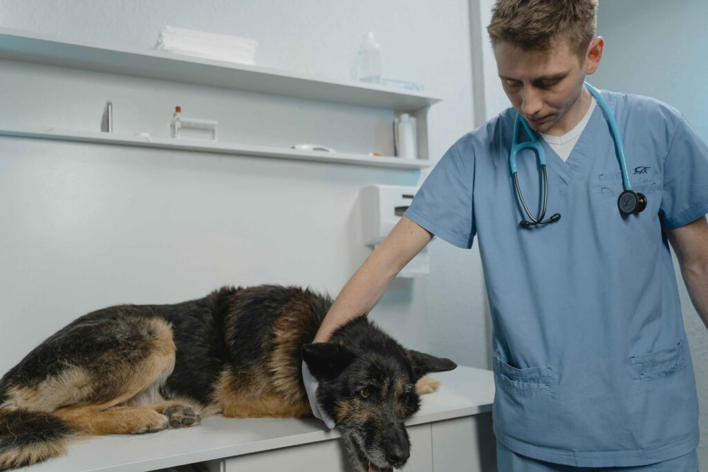 Dog vet